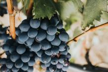 images/categorieimages/negroamaro grape.jpg